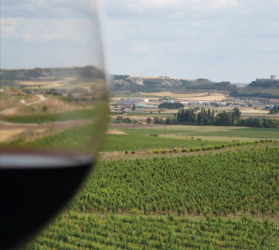 Copa de vino y fondo de un cultivo