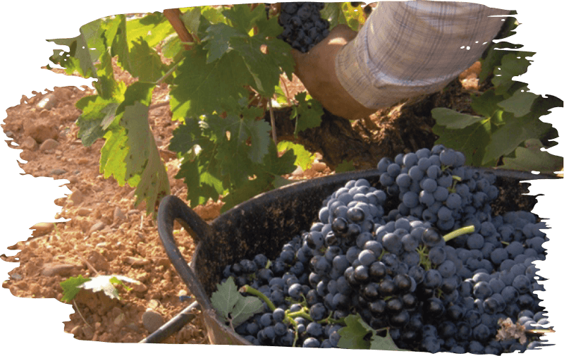Agricultor recogiendo frutas en un viñedo